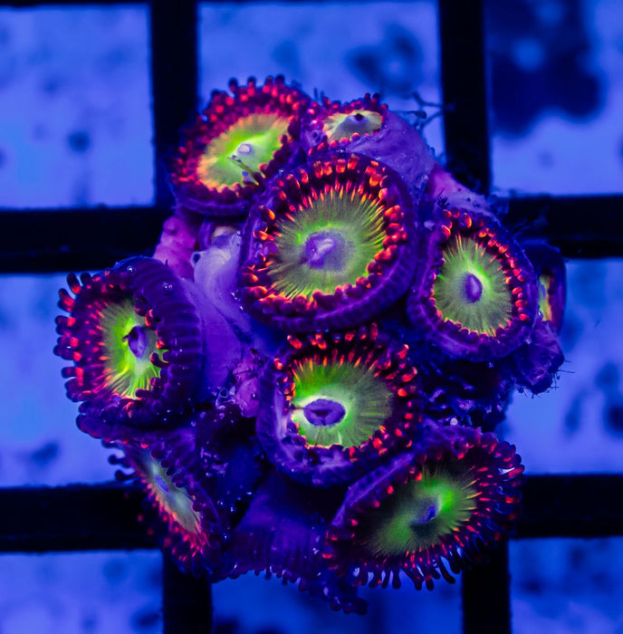 Ultra Red Orange Zoas Frag