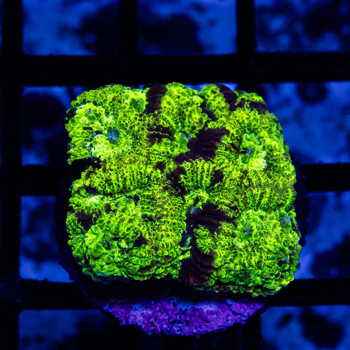 Neon Green Favia Frag