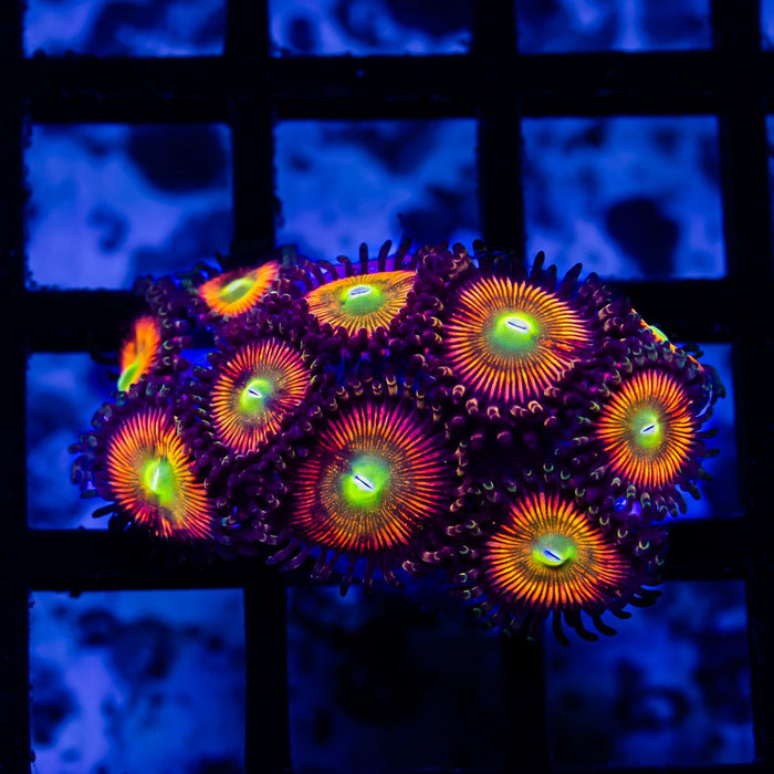 Super Ultra Bright Zoas