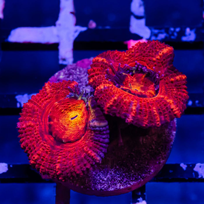 Acan Frag