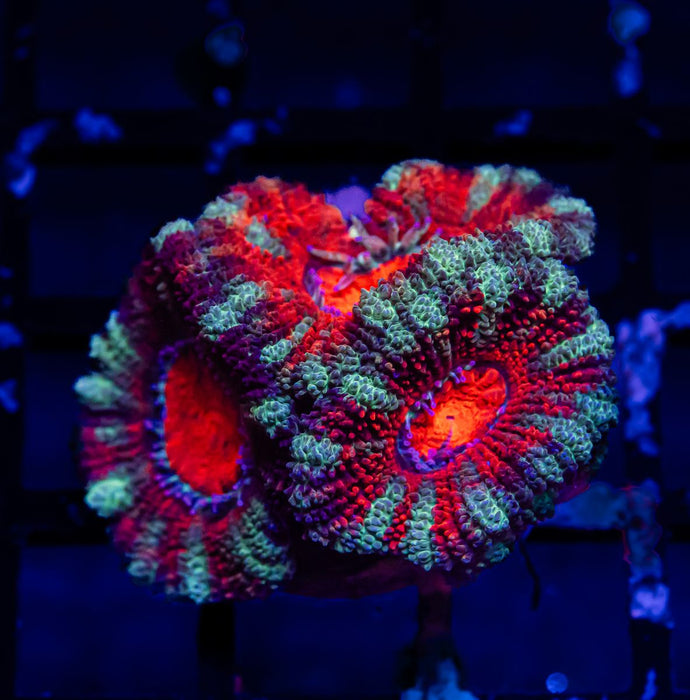 Acan Frag