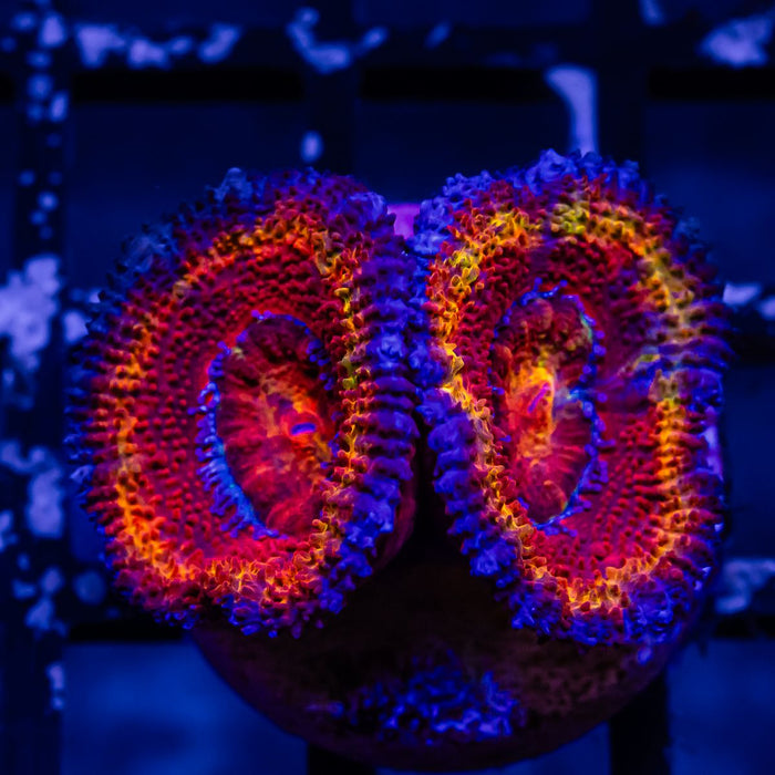 Acan Frag