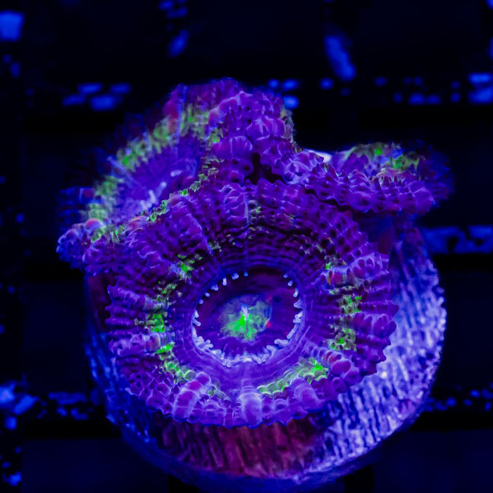 Acan Frag