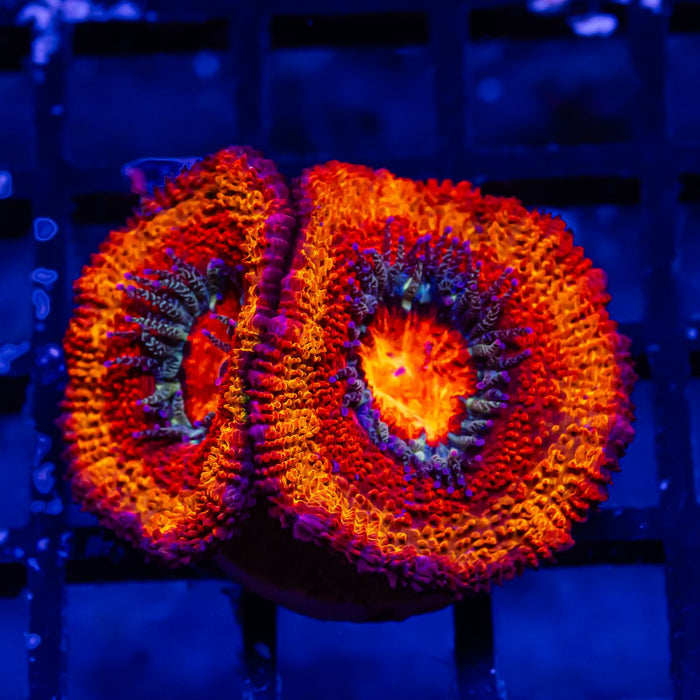 Acan Frag