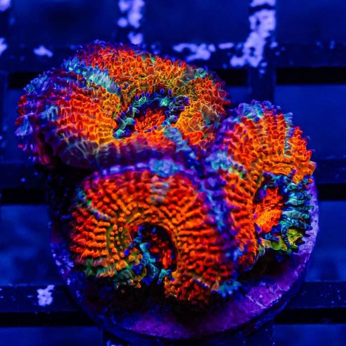 Acan Frag