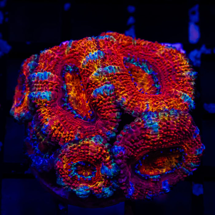 Acan Frag