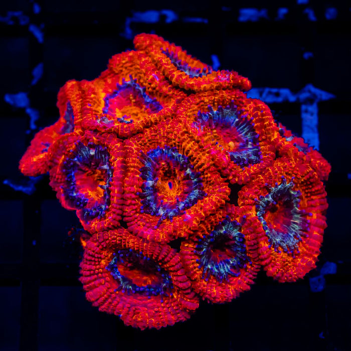 Acan Mini Colony