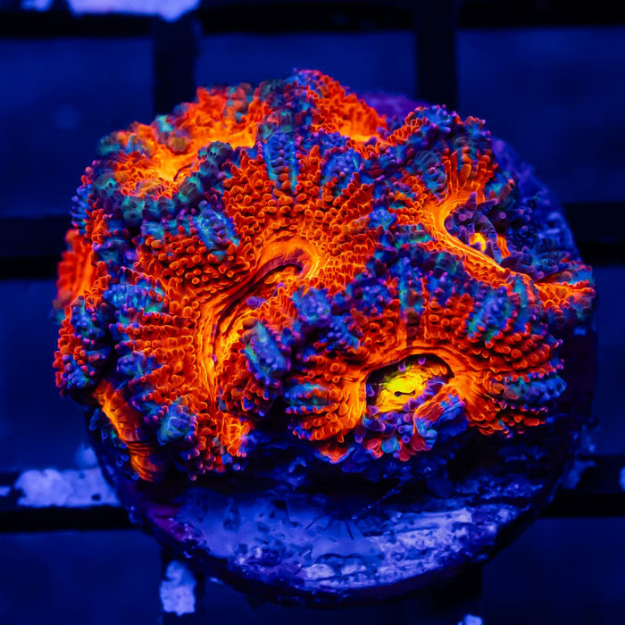 Acan Frag