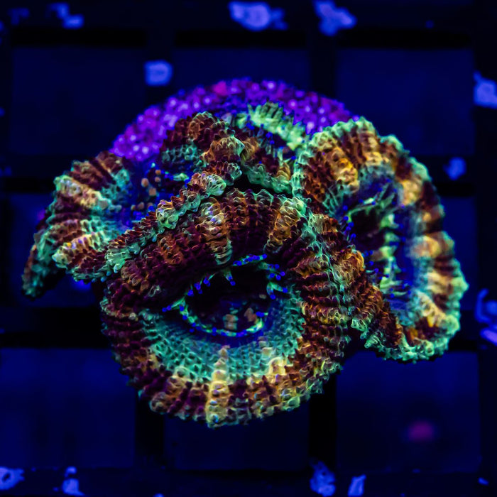 Acan Frag