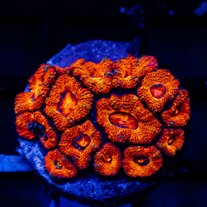 Acan Frag