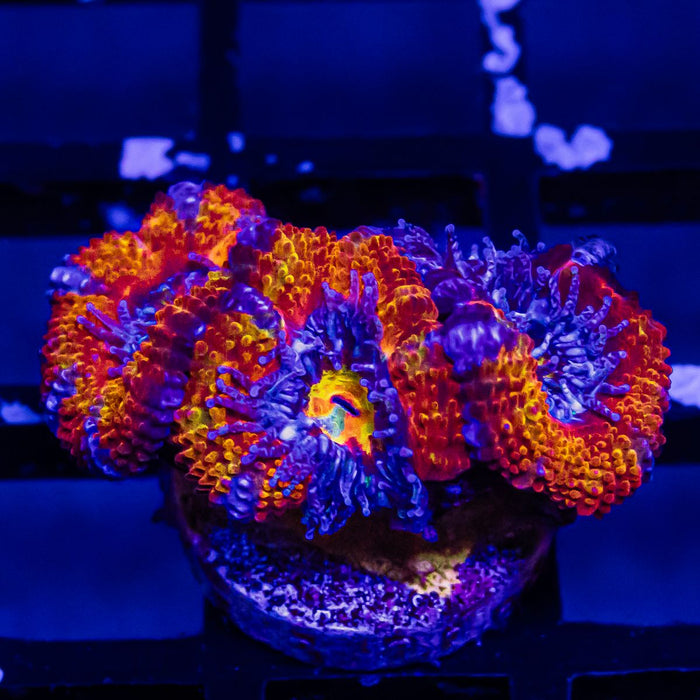 Acan Frag