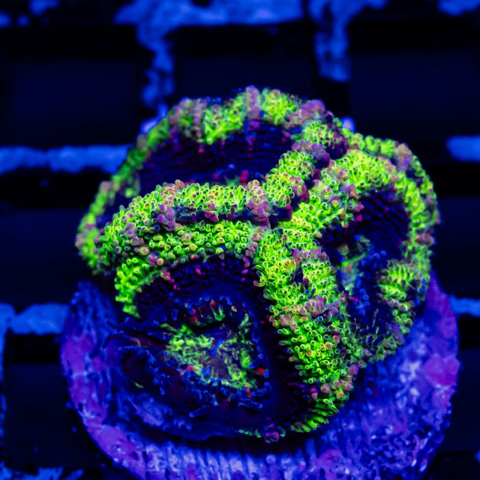 Acan Frag