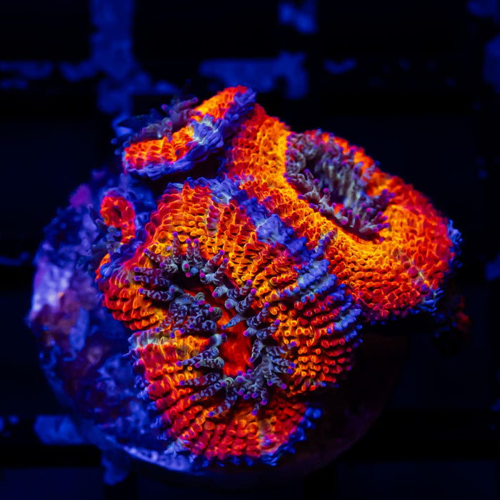 Acan Frag