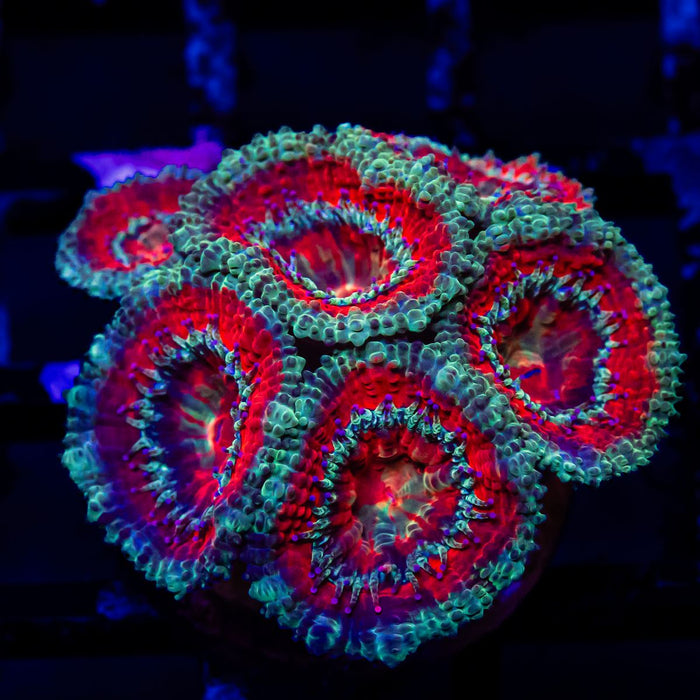 Acan Frag