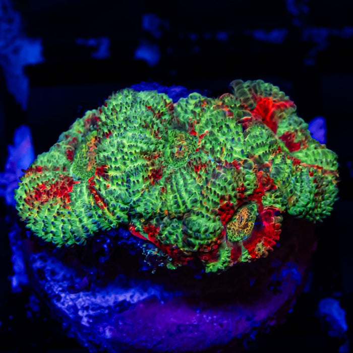 Acan Frag