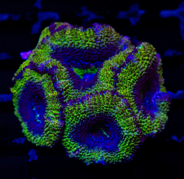 Acan Frag