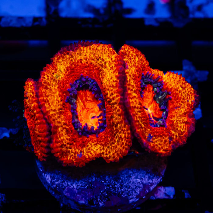 Acan Frag