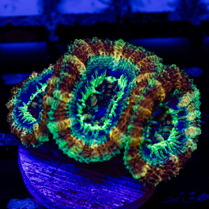 Acan Frag