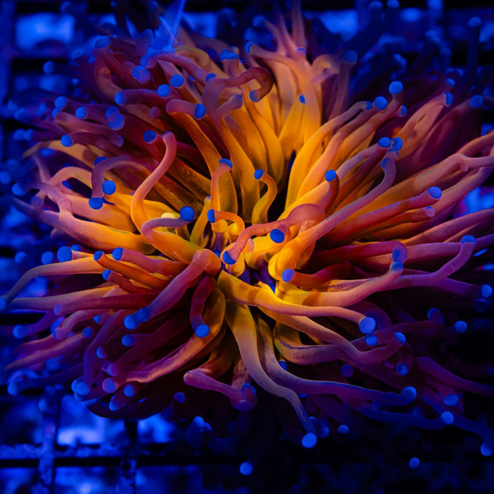 Euphyllia Tiger Torch Ultra