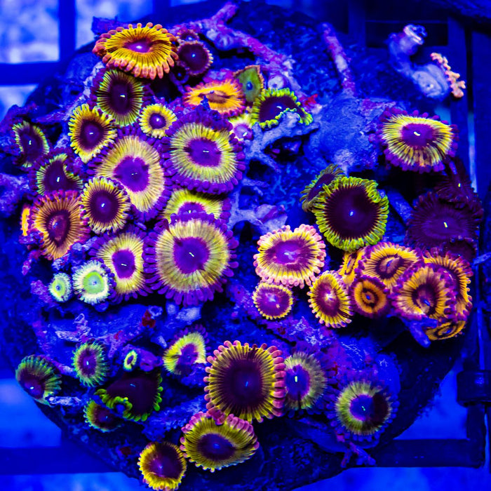 RAR Ultra Bright Mix Zoas Colony