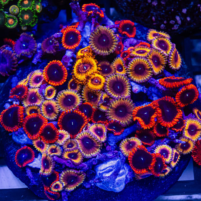 RAR Ultra Bright Mix Zoas Colony