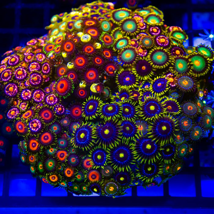 Super Ultra Bright Mix Zoas Colony