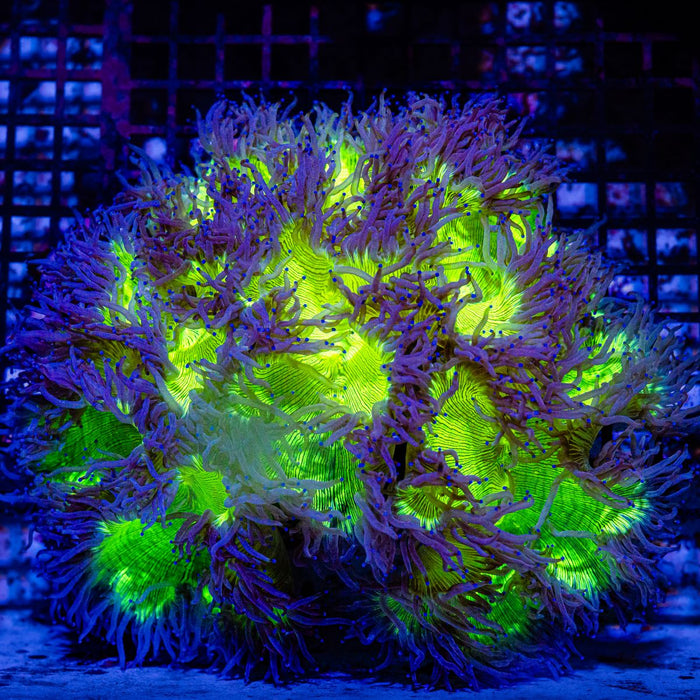 RAR Ultra Bright Elegance Coral