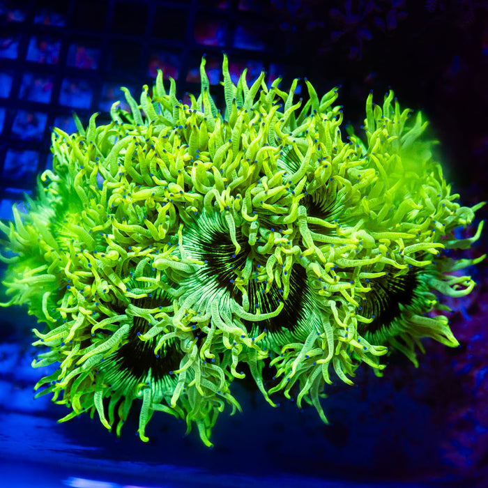 RAR Ultra Bright Elegance Coral