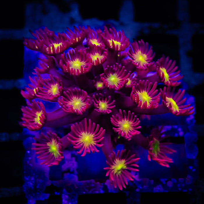 Goniopora Rainbow Super Ultra Grade