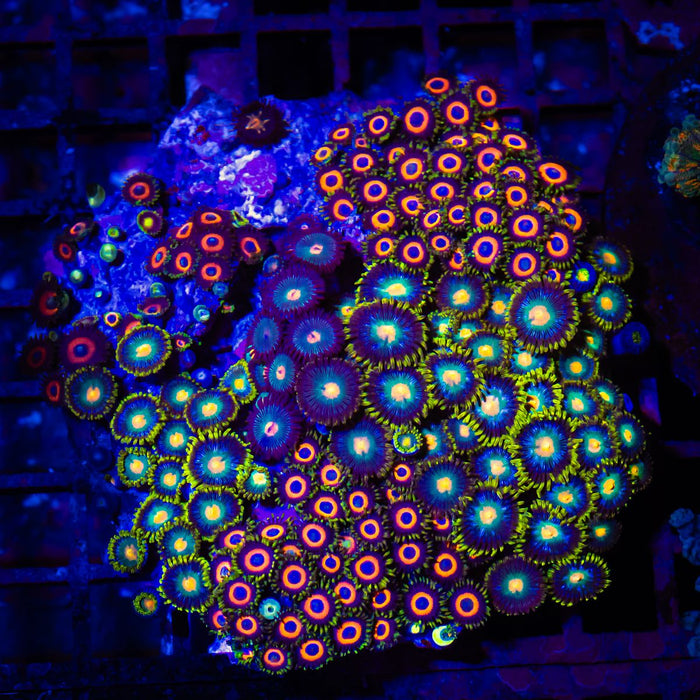 Super Ultra Bright Mix Zoas Colony