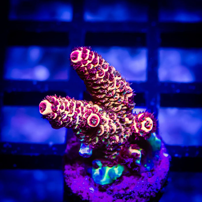 63 Acro Frag