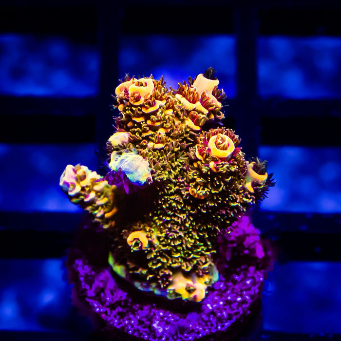 41 Acro Frag