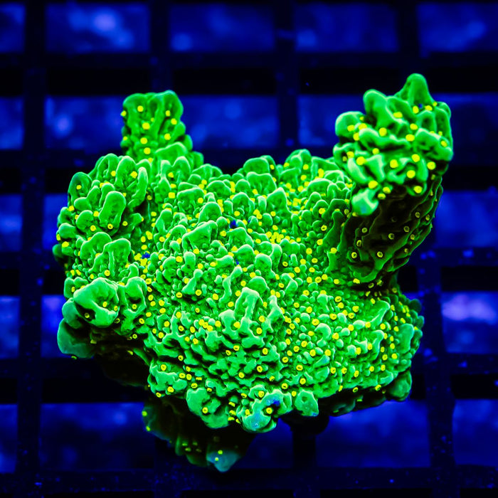 Montipora Galaxy