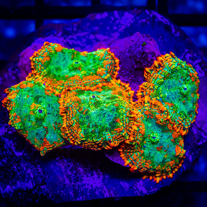 Ultra Green Orange Rhodactis