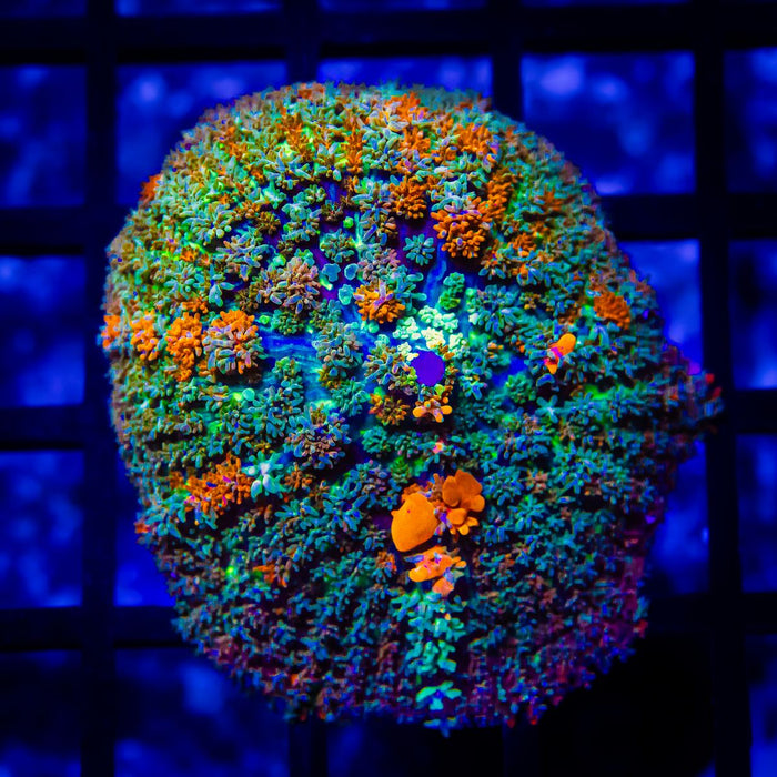 Rainbow Bubble Rhodactis