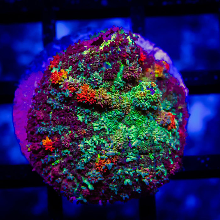 Rainbow Bubble Rhodactis