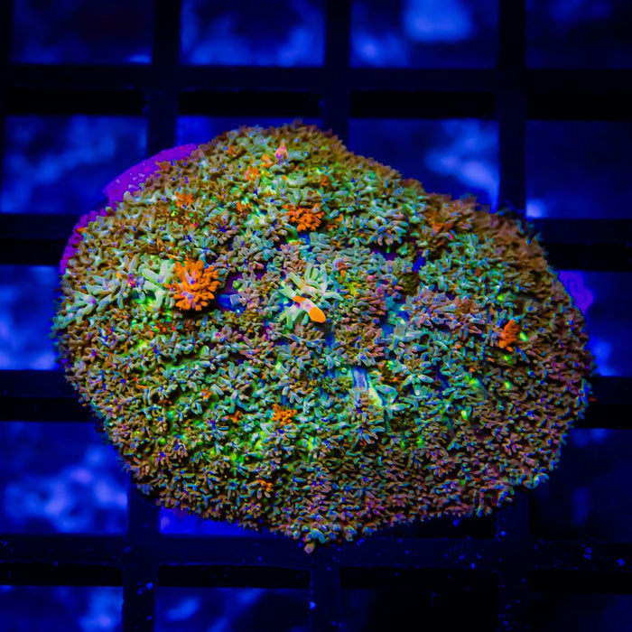 Rainbow Bubble Rhodactis