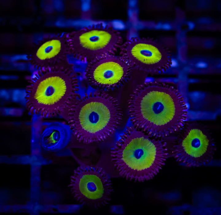 Super Ultra Zoas