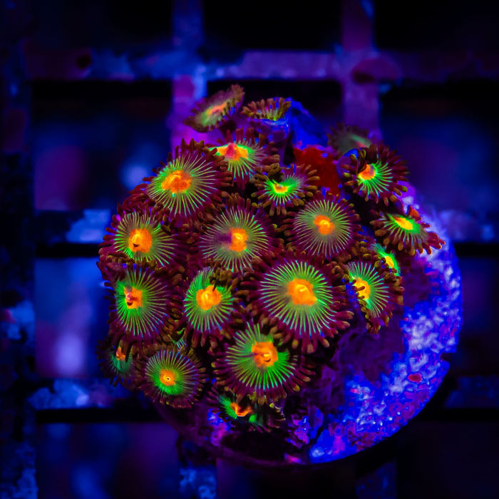 Ultra Zoas