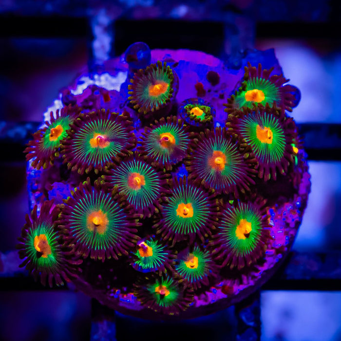 Ultra Zoas