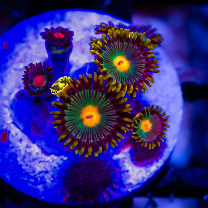 Ultra Zoas