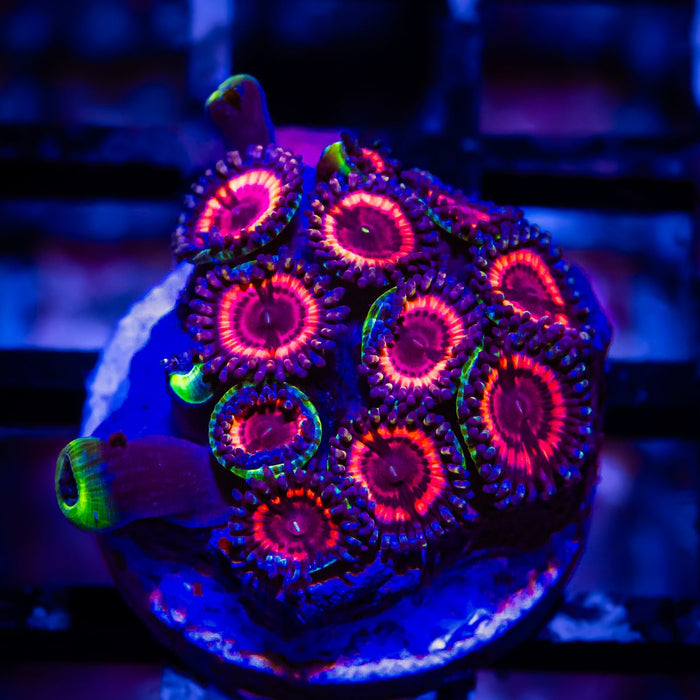 Ultra Zoas