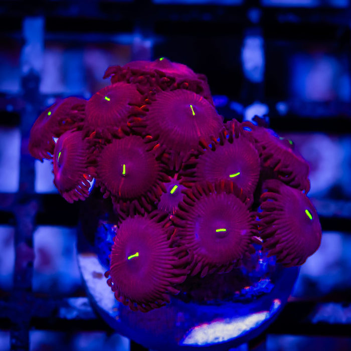 Ultra Zoas