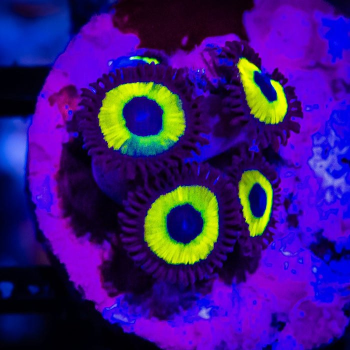 Ultra Zoas