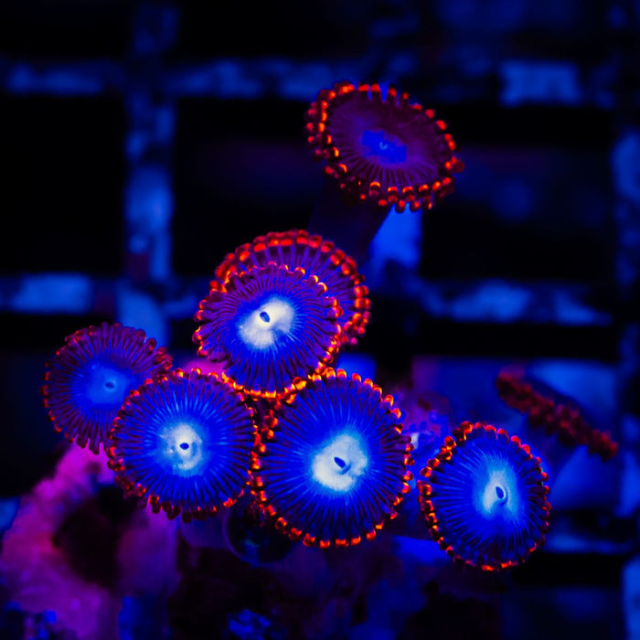 Ultra Zoas