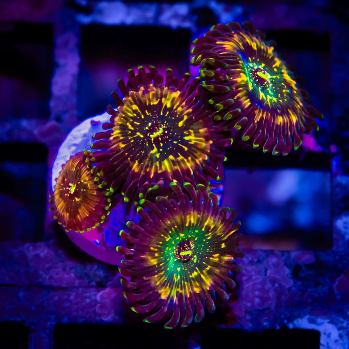 Super Ultra Zoas