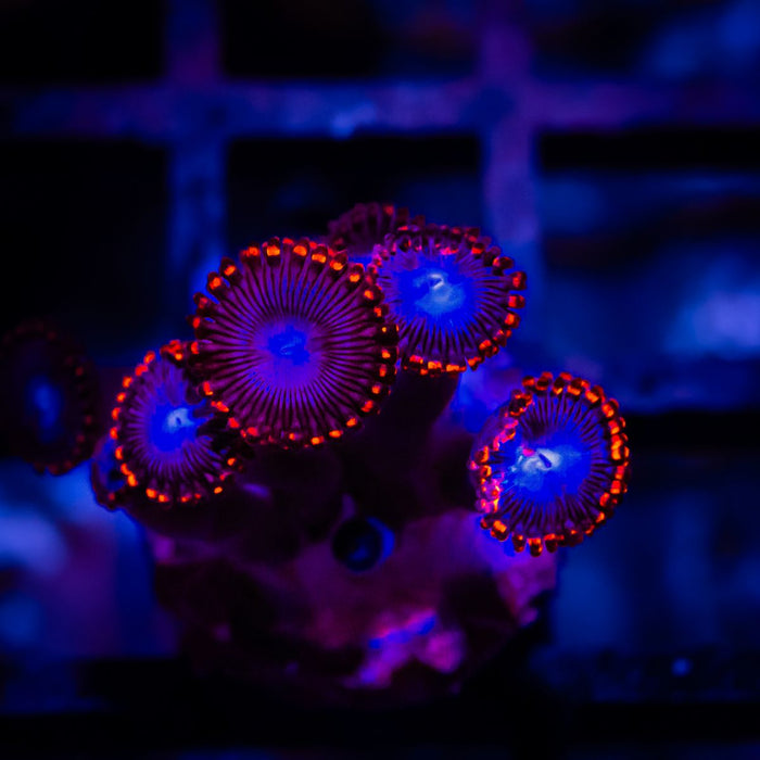 Ultra Zoas