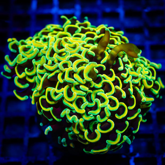 Euphyllia Gold Rainbow Wall Hammer