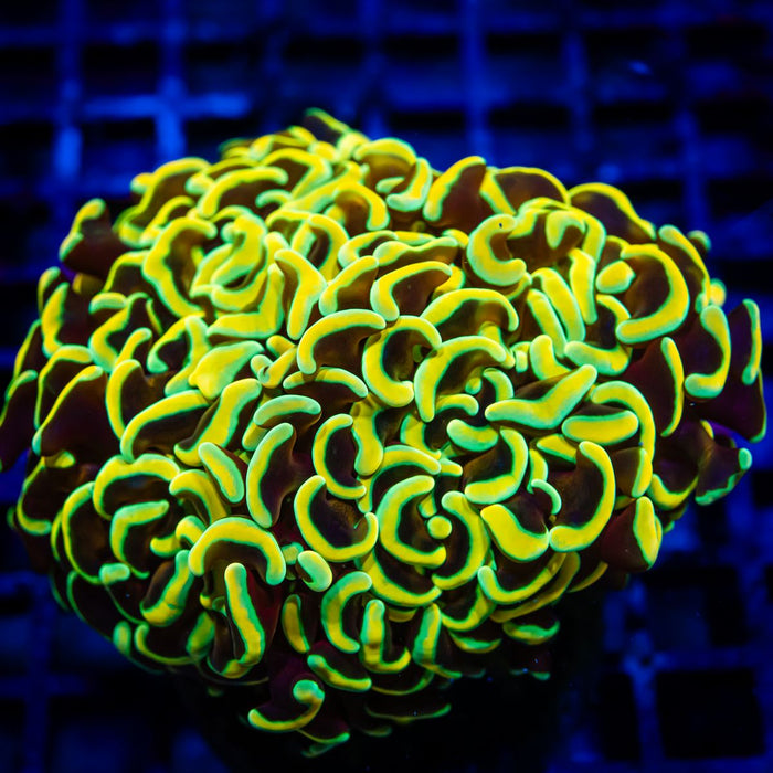 Euphyllia Gold Rainbow Wall Hammer