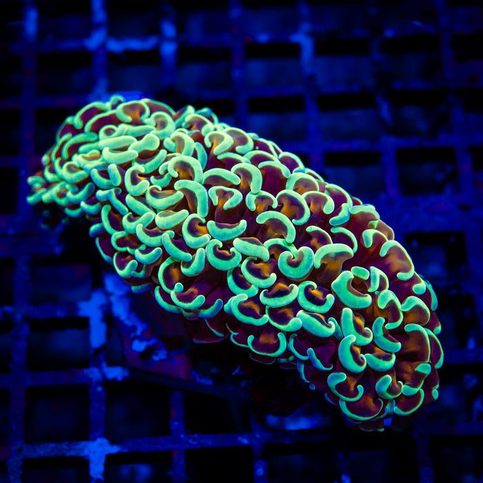 Euphyllia Gold Rainbow Wall Hammer